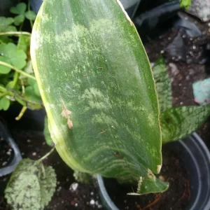 - Image 2