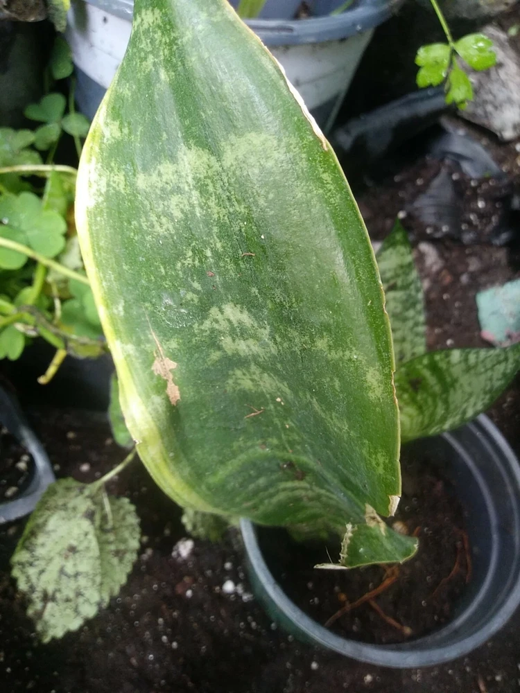 - Image 2