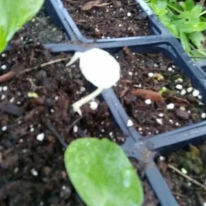 - Image 2