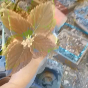 - Image 2