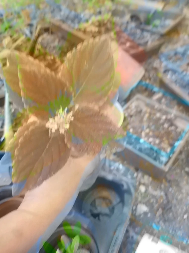 - Image 2
