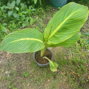 - Image 2