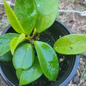 - Image 2