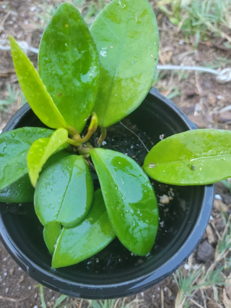 - Image 2