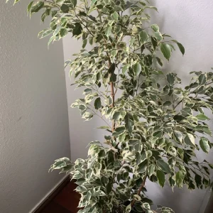 - Image 2