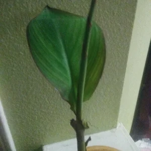 - Image 2
