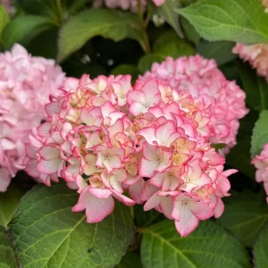 - Image 2