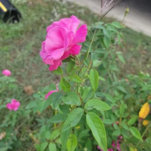 - Image 2