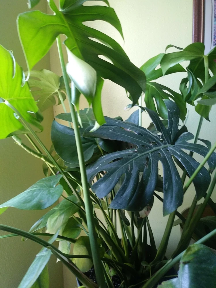 - Image 2