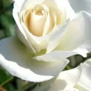 - Image 2