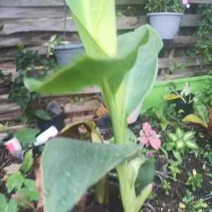- Image 2