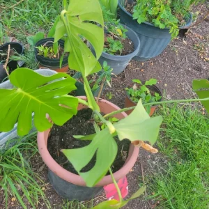 - Image 2
