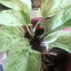 - Image 2
