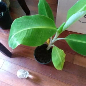 - Image 2