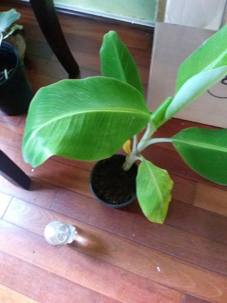 - Image 2