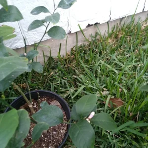 - Image 2