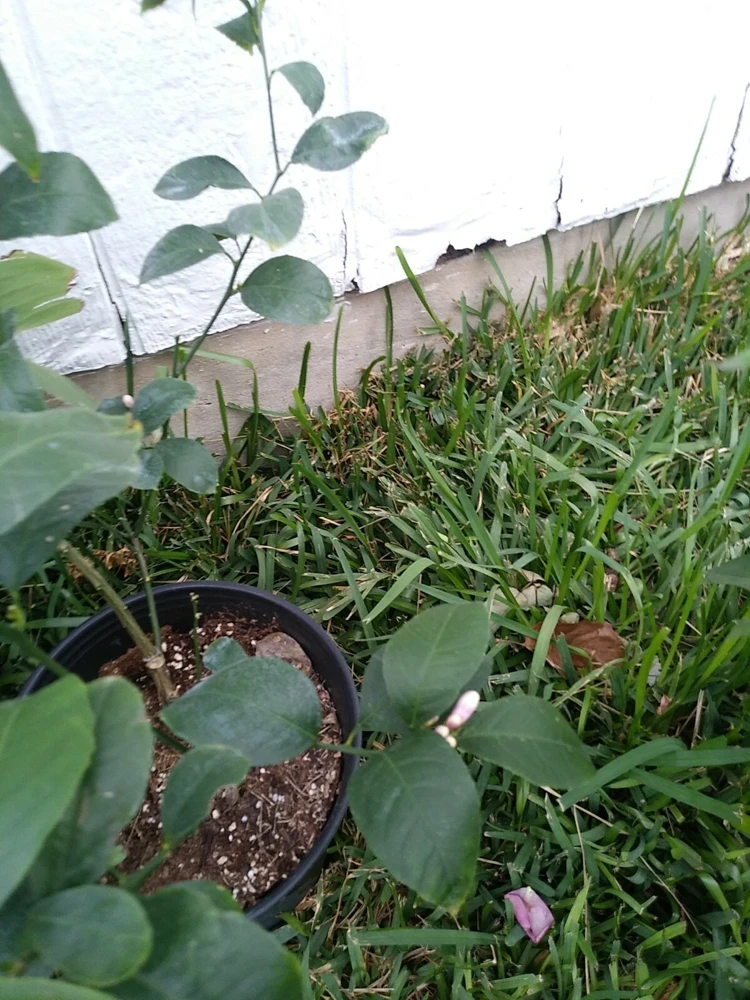 - Image 2