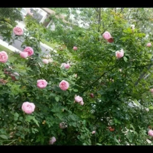 - Image 2