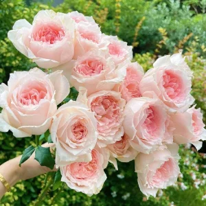 - Image 2