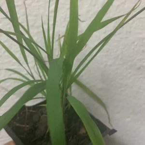 - Image 2