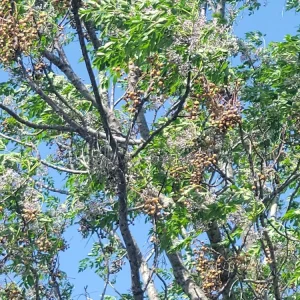 - Image 2