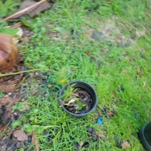 - Image 2