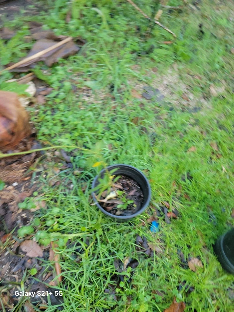 - Image 2