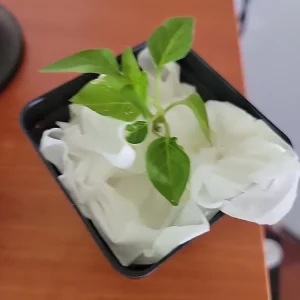 - Image 2