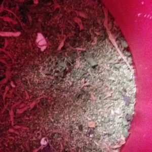 - Image 2