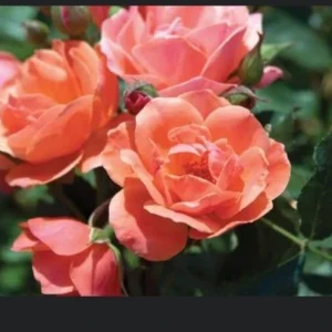 - Image 2