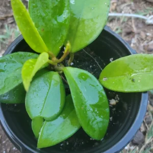 - Image 1