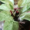 - Image 1