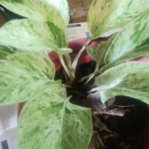 - Image 1