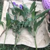 - Image 1