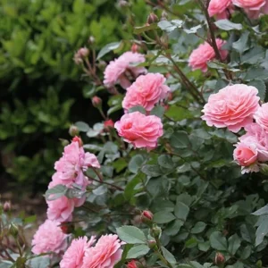 - Image 1