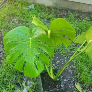 - Image 1