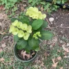 - Image 1