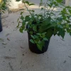 - Image 1