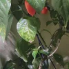 - Image 1