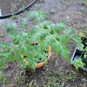 - Image 3