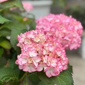 - Image 3