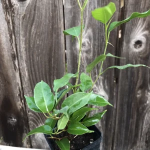 - Image 3