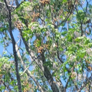 - Image 3