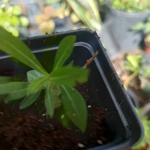 - Image 3