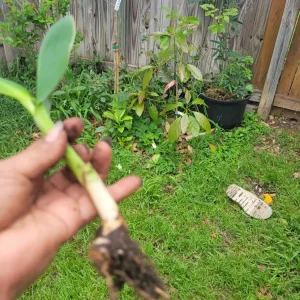 - Image 3