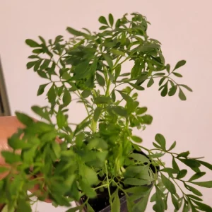 - Image 3