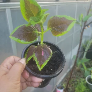 - Image 3