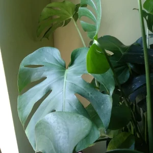 - Image 3