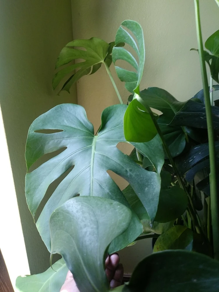 - Image 3