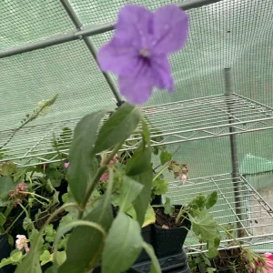 - Image 3